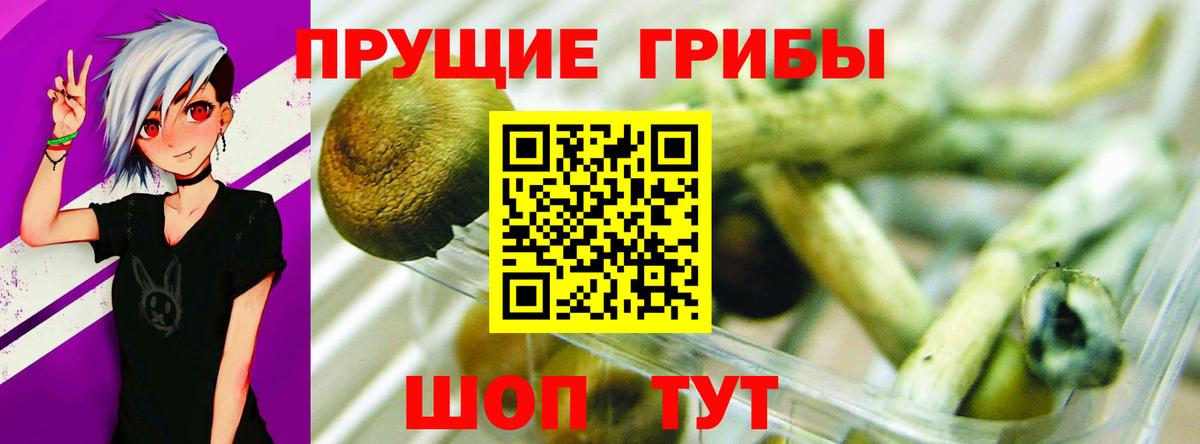 Галлюциногенные грибы Psilocybe  Вход с VPN  Бузулук 